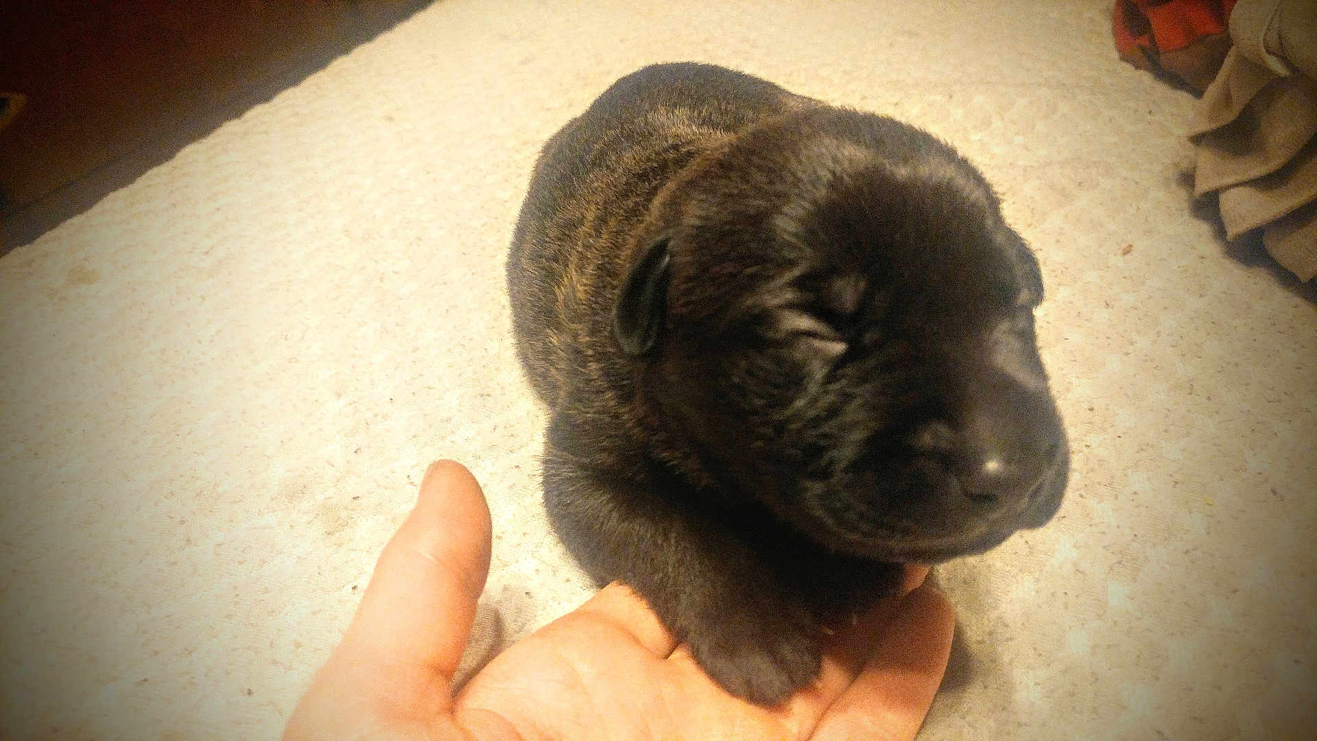 Spaz is registered to the contest to win money with this photo: puppy, newborn, sleeping, hand, animal, pet, fur, black, carpet, indoor, cozy, cute, small, young, resting, closeup, mammal, domestic, baby, soft