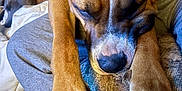Kiya joined the competition — help win amazing prizes! dog, sleeping, close_up, brown_dog, paws, couch, resting, indoor, pet, relaxed, canine, fur, companion, animal, cozy, nap, domestic, friendship, comfort, background