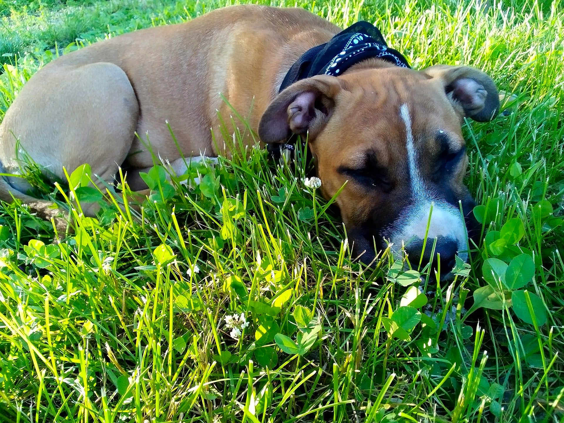 Kiya