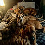 Kiya joined the competition — help win amazing prizes! dog, bed, blanket, pillow, indoor, resting, brown_dog, light, window, furniture, sleepy, cozy, multiple_dogs, relaxed, canine, animal, domestic, pets, room, soft_light