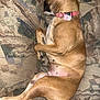 Kiya is registered to the contest to win money with this photo: dog, brown_dog, sleeping, couch, furniture, collar, pet, indoor, resting, canine, nap, comfort, home, animal, tag, relaxation, fur, paw, tail, domestic_pet