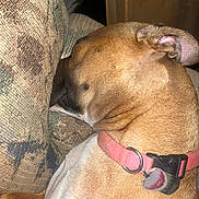 Kiya joined the competition — help win amazing prizes! dog, brown_dog, collar, pink_collar, resting, couch, cushion, indoor, pet, animal, close_up, sleeping, relaxed, furniture, head, ears, tag, domestic_animal, companion, household