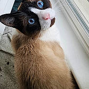 Pasadena joined the competition — help win amazing prizes! cat, siamese_cat, blue_eyes, window, indoor, pet, animal, fur, whiskers, looking_up, curious, natural_light, domestic_cat, mammal, close_up, portrait, sitting, household, cute, feline