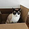 Pasadena is registered to the contest to win money with this photo: cat, box, cardboard_box, indoor, blue_eyes, curious, pet, animal, flooring, wooden_floor, domestic_cat, feline, sitting, white_wall, room, household, cute, fur, whiskers, ears