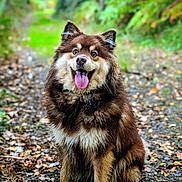 Alias participe au concours pour gagner de l'argent avec cette photo : dog, happy, tongue_out, forest, path, leaves, nature, fur, outdoor, sitting, brown_fur, cute, pet, canine, animal, portrait, smiling, adventure, dirt, ears