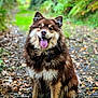 dog, happy, tongue_out, forest, path, leaves, nature, fur, outdoor, sitting, brown_fur, cute, pet, canine, animal, portrait, smiling, adventure, dirt, ears