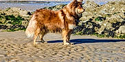 Alias a rejoint le concours — aidez-le/la à gagner de superbes lots ! dog, beach, sand, rocks, seaweed, outdoor, animal, canine, fur, standing, nature, coast, water, daytime, pet, mammal, alert, brown, profile, shore
