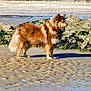 dog, beach, sand, rocks, seaweed, outdoor, animal, canine, fur, standing, nature, coast, water, daytime, pet, mammal, alert, brown, profile, shore