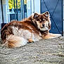 dog, fluffy, brown, outdoor, patio, stone_floor, relaxed, canine, fur, animal, pet, laying_down, nature, garden, plants, door, window, daylight, calm, portrait