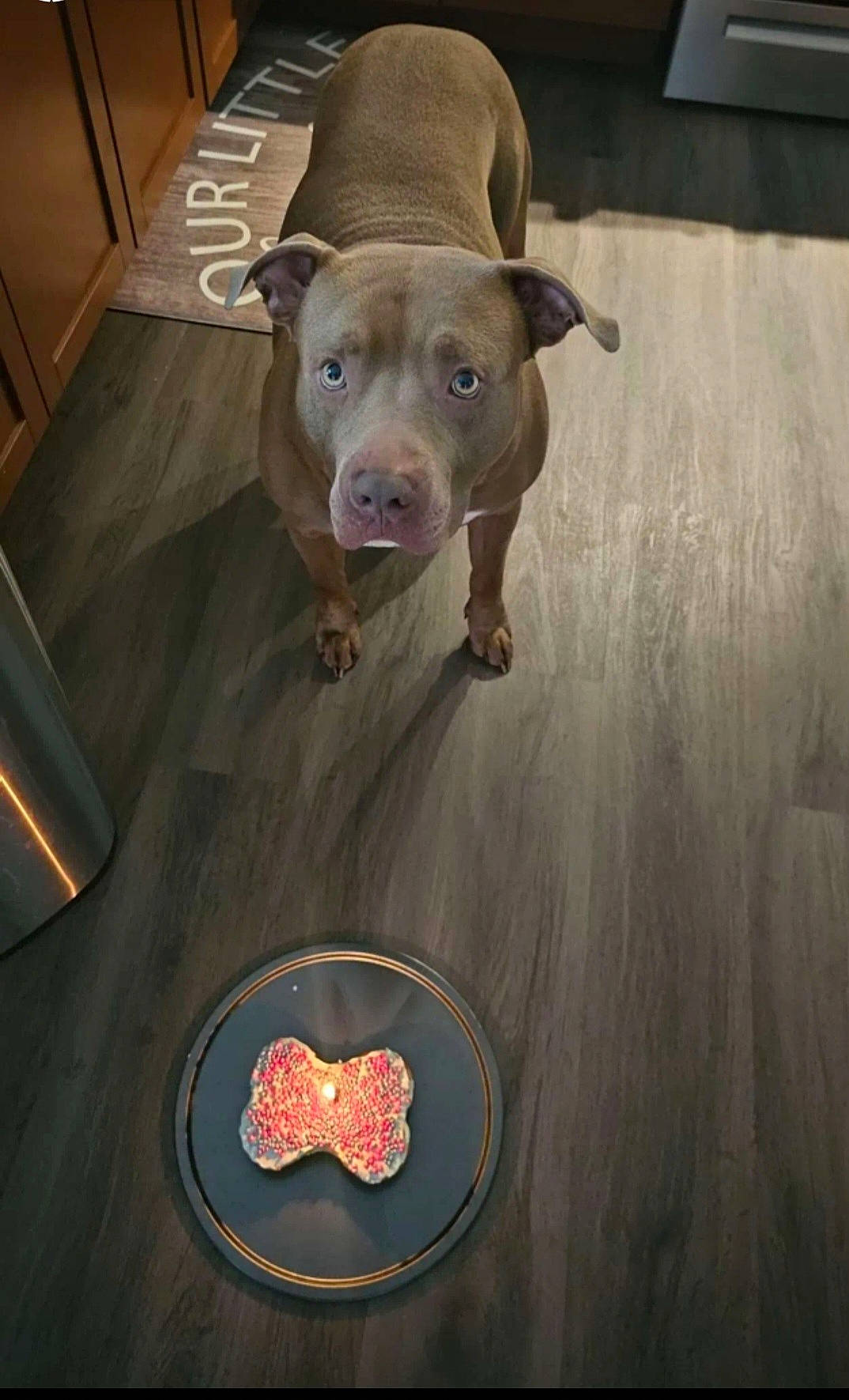 Paydro joined the competition — help win amazing prizes! art, carmine, carnivore, companion_dog, dog, dog_breed, fawn, floor, flooring, fur, hardwood, liver, non_sporting_group, pet_supply, snout, sporting_group, whiskers, wood, working_animal