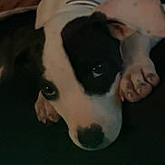 Daisy joined the competition — help win amazing prizes! adorable, animal, black_and_white, canine, close_up, companion, cute, dog, eyes, face, fur, indoor, lying_down, paw, pet, portrait, puppy, resting, sleepy, young_dog