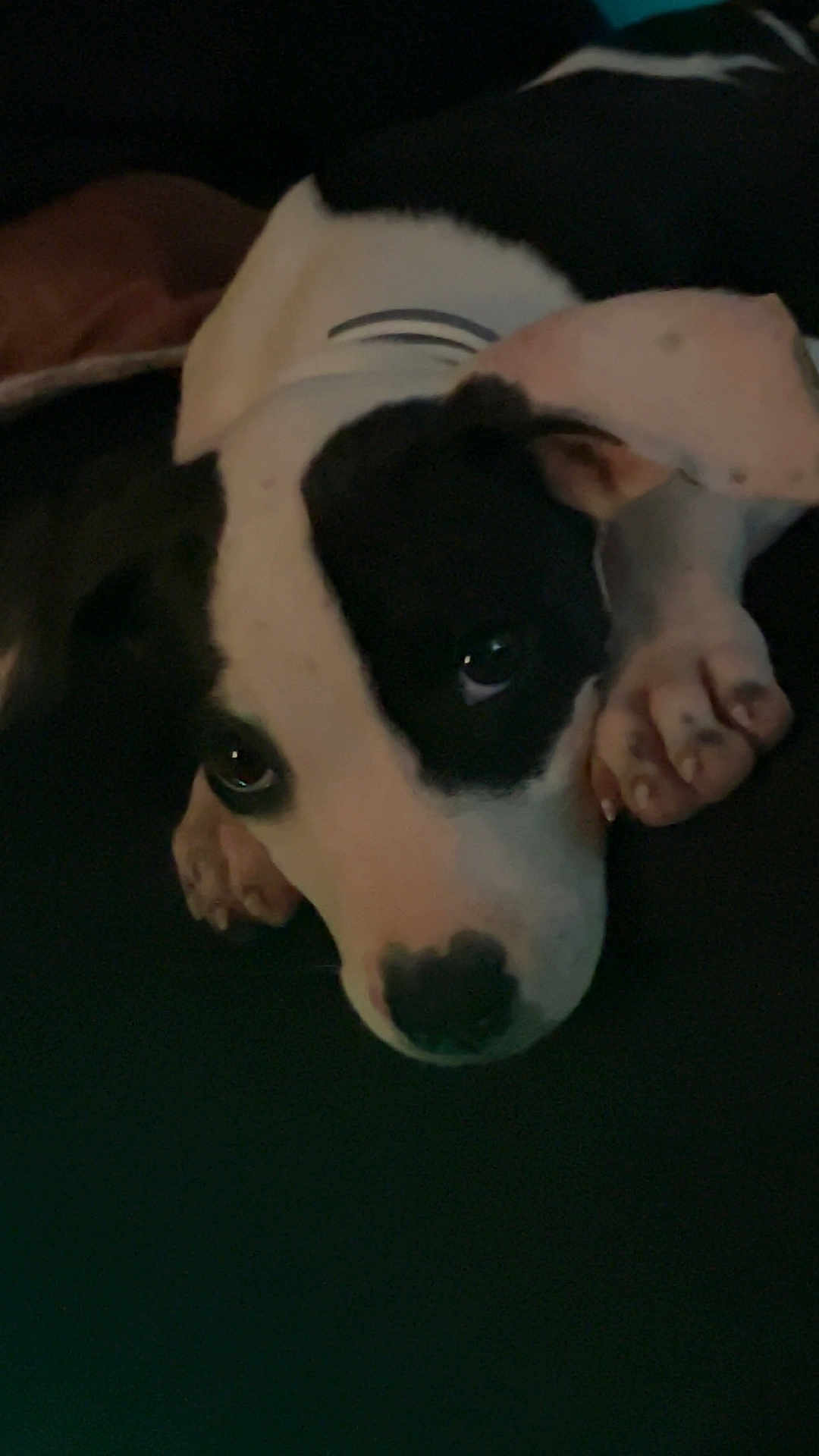 Daisy