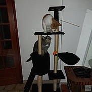 Uno Caramel participe au concours pour gagner de l'argent avec cette photo : animal, bowls, cat, cat_tree, cats, domestic_animal, floor, furniture, grey_cat, indoor, looking, multi_level, orange_cat, pet, pet_accessory, playful, scratching_post, tile_floor, toy, wooden_door