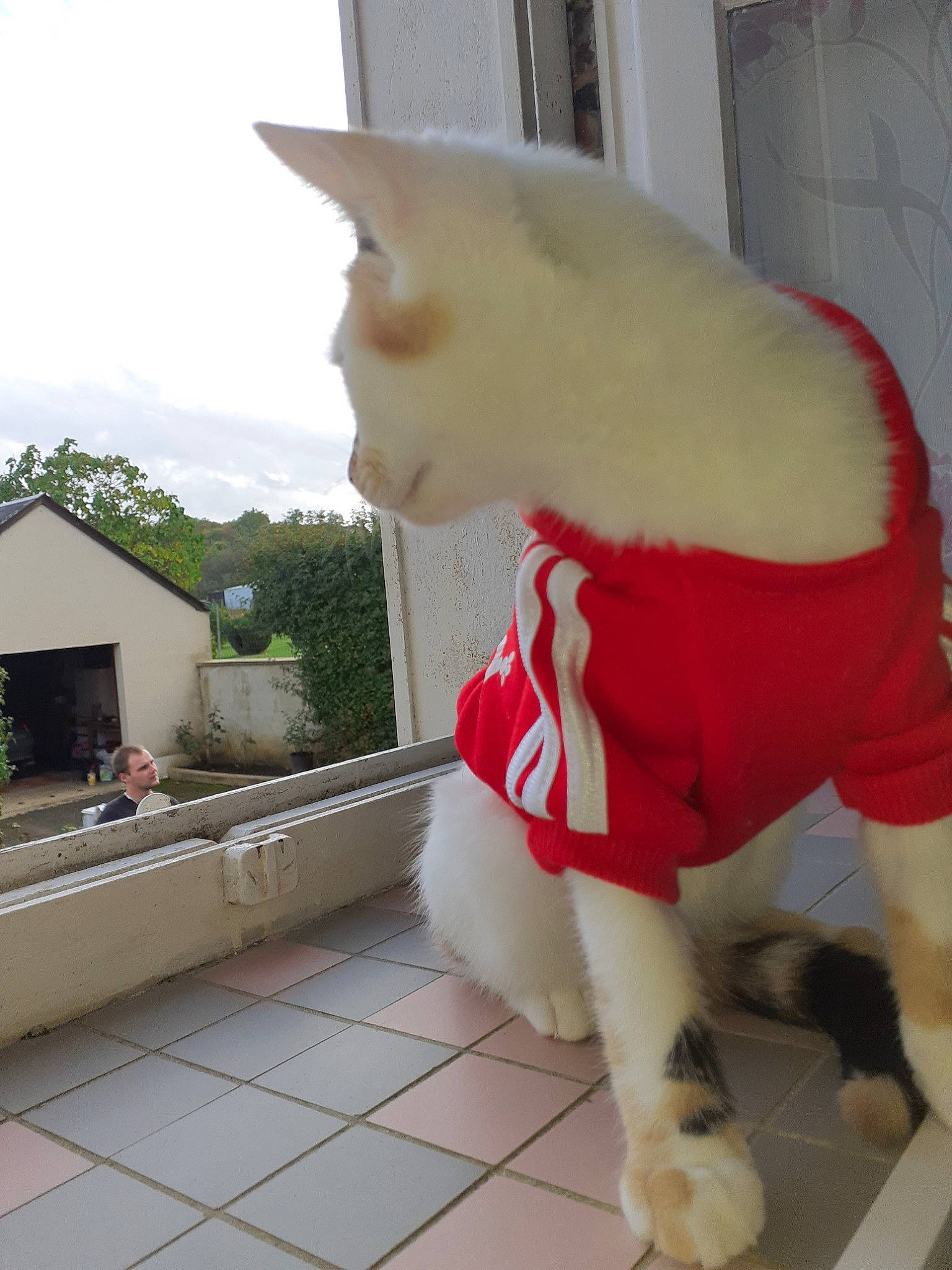 Tokyo participe au concours pour gagner de l'argent avec cette photo : carnivore, cat, fawn, felidae, leg, small_to_medium_sized_cats, tail