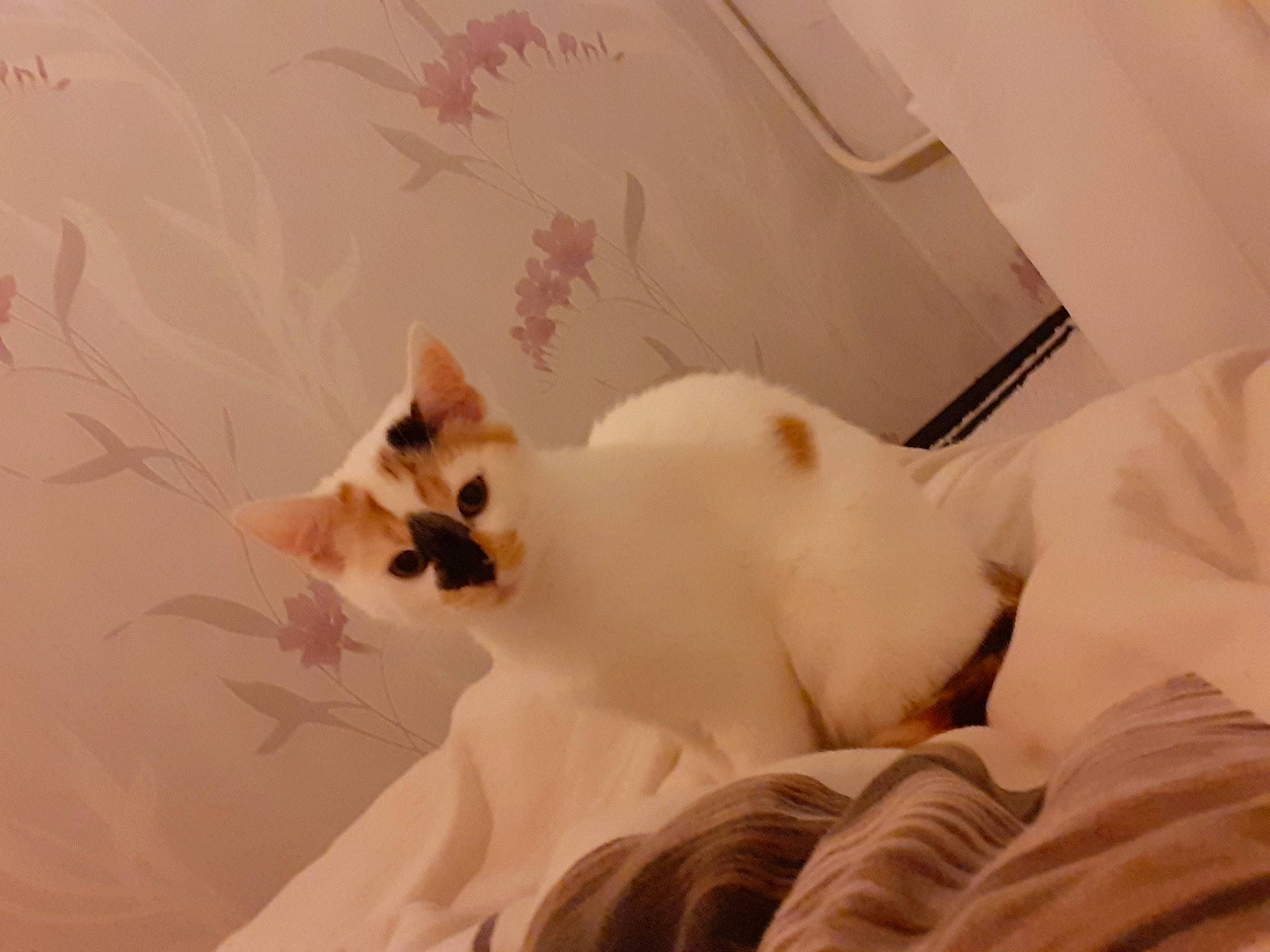 Tokyo participe au concours pour gagner de l'argent avec cette photo : carnivore, cat, colorpoint_shorthair, ear, fawn, felidae, kitten, paw, small_to_medium_sized_cats, tail, turkish_van, whiskers