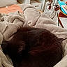cat, black_cat, sleeping, curled_up, fur, blanket, couch, cozy, indoor, home, bookshelf, books, records, living_room, relaxed, pet, animal, warm, sparkles, portrait