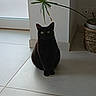 black_cat, cat, pet, animal, sitting, indoors, floor, tile_floor, houseplant, potted_plant, woven_basket, wall, window, electrical_outlet, green_eyes, pointed_ears, long_tail, portrait, home_interior, shadow