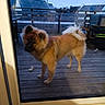 Bao a rejoint le concours — aidez-le/la à gagner de superbes lots ! dog, small_dog, fluffy, brown_fur, curled_tail, pointed_ears, standing, balcony, deck, wooden_floor, outdoor, residential_area, rooftops, house, patio_furniture, glass_door, window_reflection, evening, animal_portrait, cute