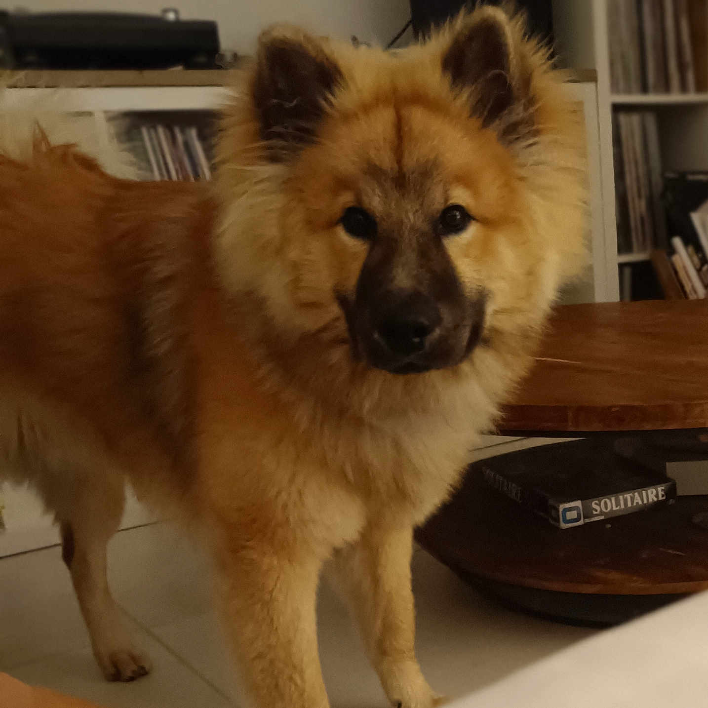 Bao