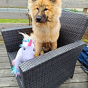 Bao participe au concours pour gagner de l'argent avec cette photo : dog, puppy, fluffy, golden, portrait, sitting, outdoor, deck, patio, wicker_chair, chair, plush_toy, unicorn, toy, wooden_floor, railing, suburban, rooftops, pet, animal