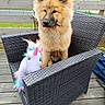 dog, puppy, fluffy, golden, portrait, sitting, outdoor, deck, patio, wicker_chair, chair, plush_toy, unicorn, toy, wooden_floor, railing, suburban, rooftops, pet, animal