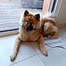dog, puppy, fluffy, furry, brown_and_white, akita, long_hair, pointed_ears, curled_tail, sitting, lying_down, indoor, glass_door, window, tile_floor, doormat, natural_light, portrait, pet, home