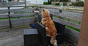Bao a rejoint le concours — aidez-le/la à gagner de superbes lots ! dog, fluffy_dog, golden_fur, outdoor, patio, deck, chair, wicker_furniture, wooden_fence, suburban, houses, rooftops, cloudy_sky, backyard, garden, neighborhood, seated, back_view, animal, pet