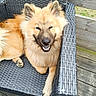 dog, fluffy_dog, golden_fur, pet, animal, smiling, outdoor, patio, chair, wicker, rattan, deck, wooden_fence, paws, ears, snout, teeth, portrait, relaxed, sunlight