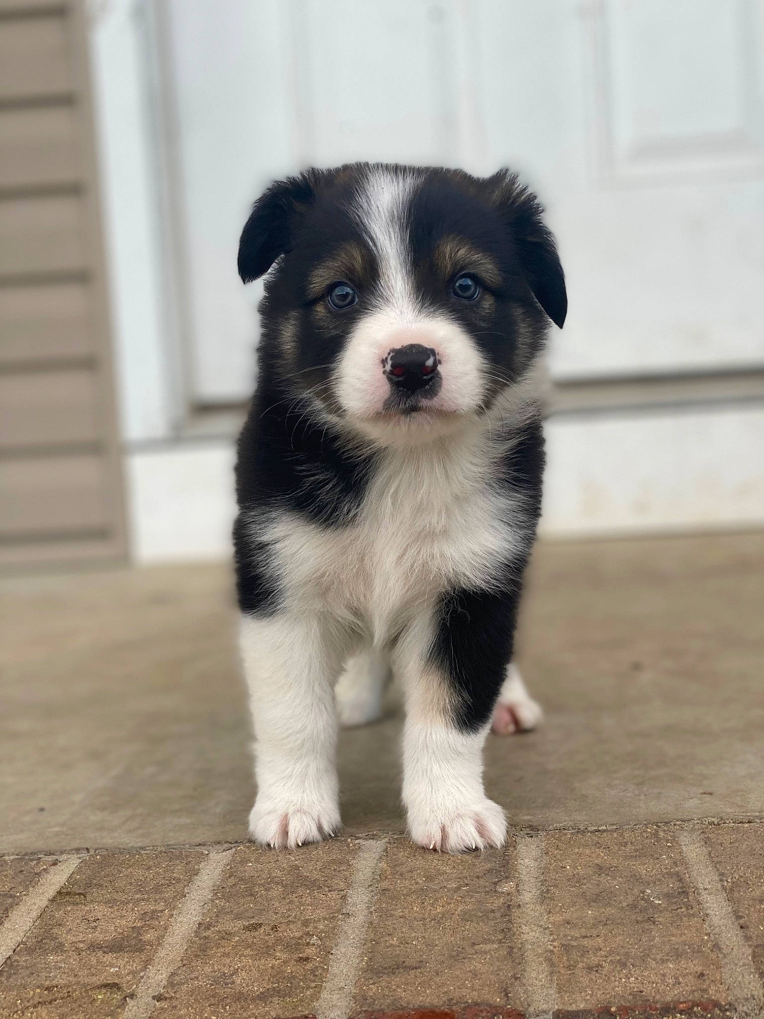 Scout is registered to the contest to win money with this photo: art, australian_collie, australian_shepherd, border_collie, canidae, carnivore, companion_dog, dog, dog_breed, fur, herding_dog, snout, sporting_group, terrestrial_animal, toy_dog, whiskers, working_animal, working_dog