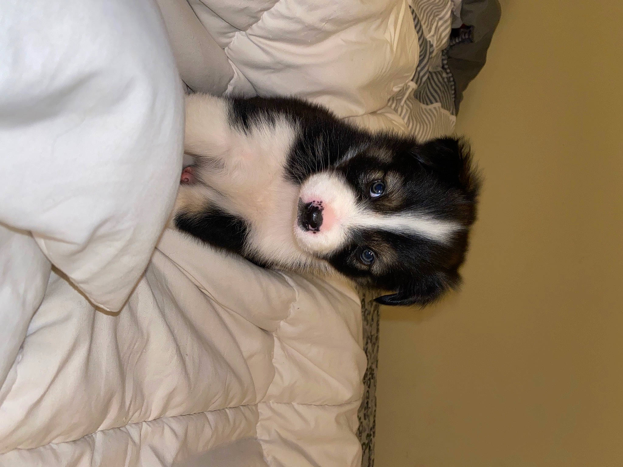 Scout is registered to the contest to win money with this photo: arm, canidae, carnivore, cat, claw, comfort, companion_dog, dog_breed, eye, fawn, felidae, fur, head, human_body, leg, paw, small_to_medium_sized_cats, snout, sporting_group, whiskers