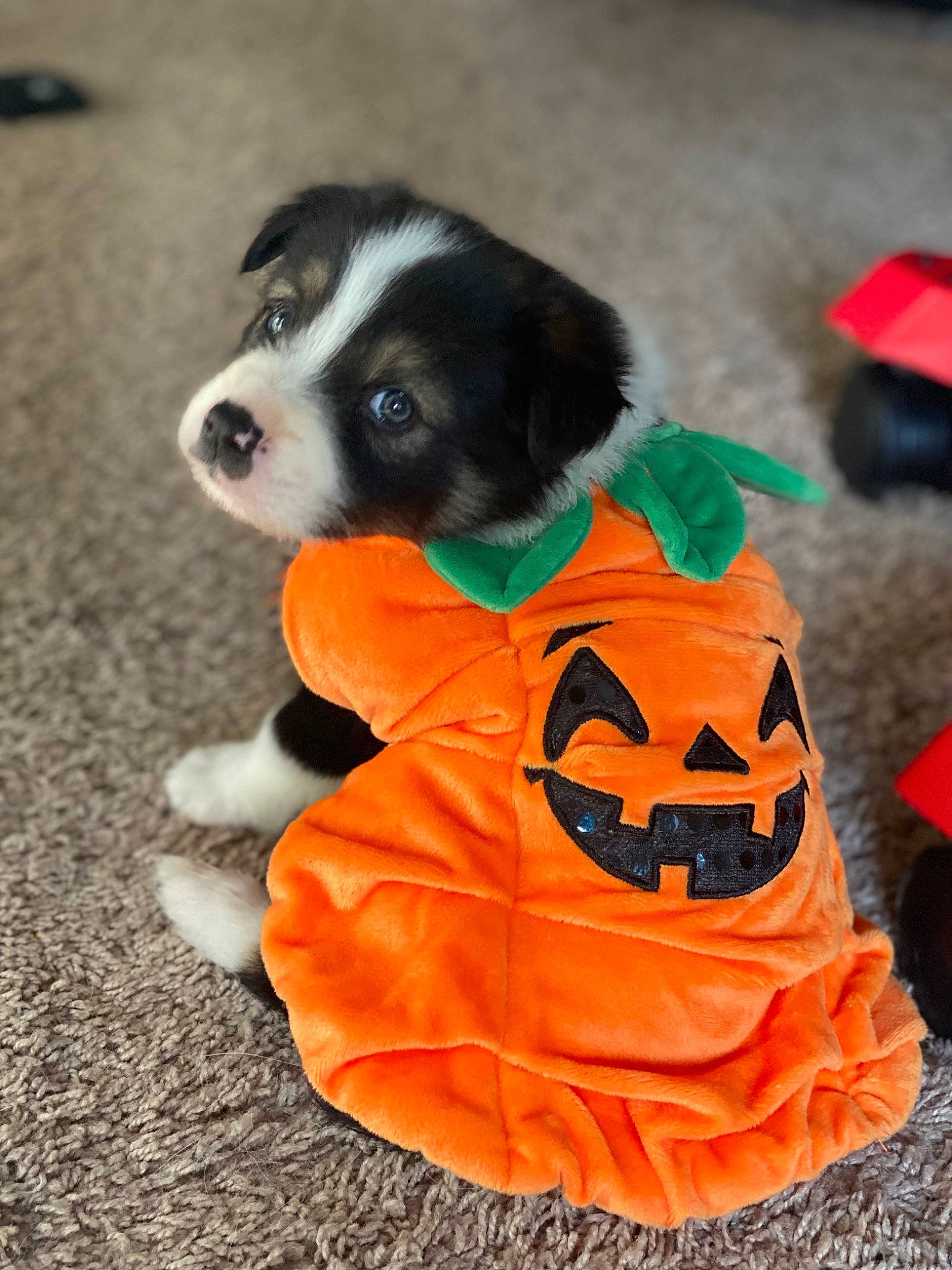 Scout joined the competition — help win amazing prizes! calabaza, canidae, carnivore, companion_dog, dog, dog_breed, dog_clothes, dog_supply, fur, orange, paw, pumpkin, snout, sporting_group, tail, toy, toy_dog, trick_or_treat, whiskers, working_animal