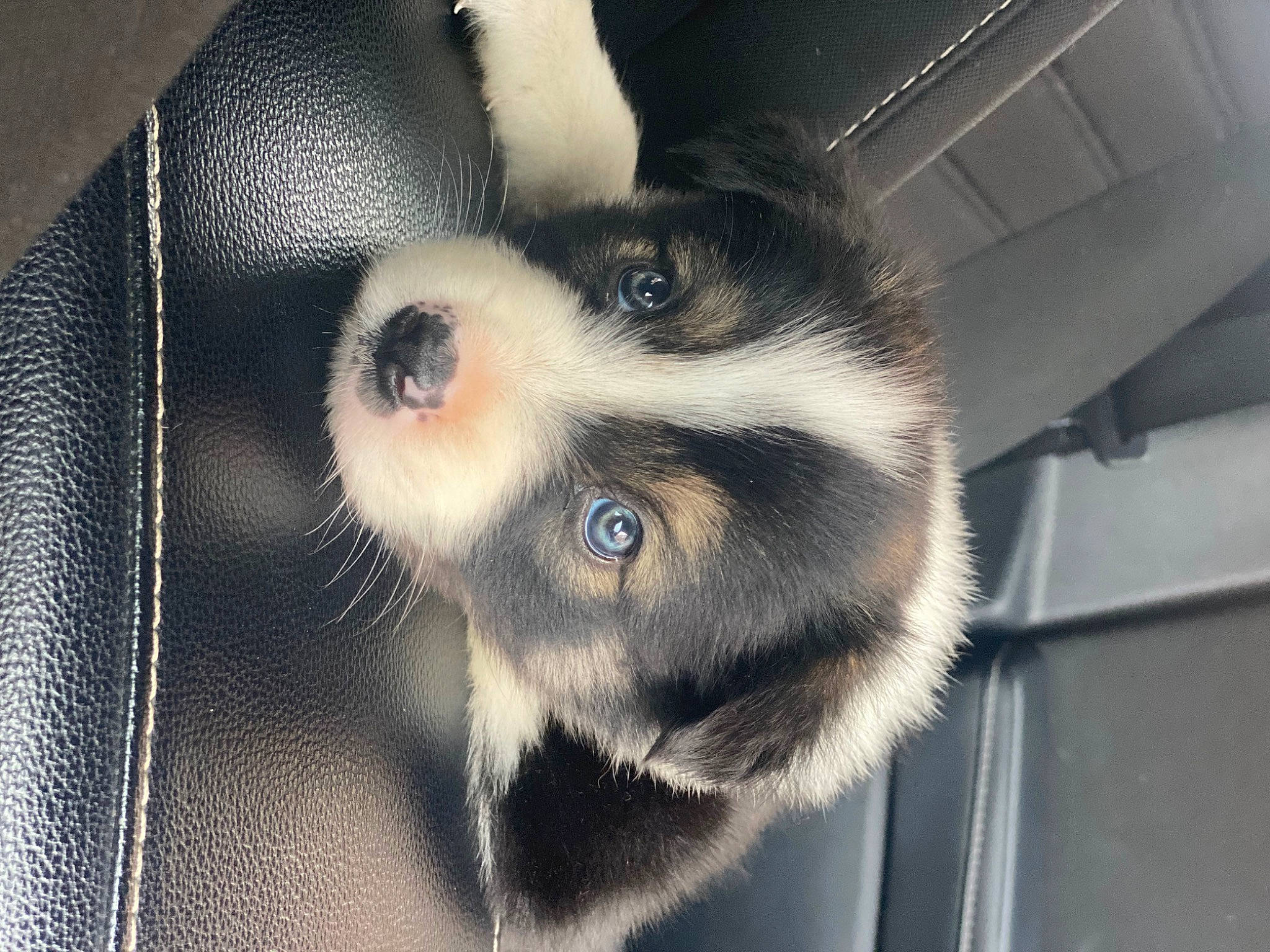 Scout is registered to the contest to win money with this photo: animal_shelter, cage, canidae, carnivore, companion_dog, dog, dog_breed, fur, grey, metal, monochrome_photography, non_sporting_group, paw, pet_supply, puppy, sporting_group, terrestrial_animal, toy_dog, whiskers, working_animal