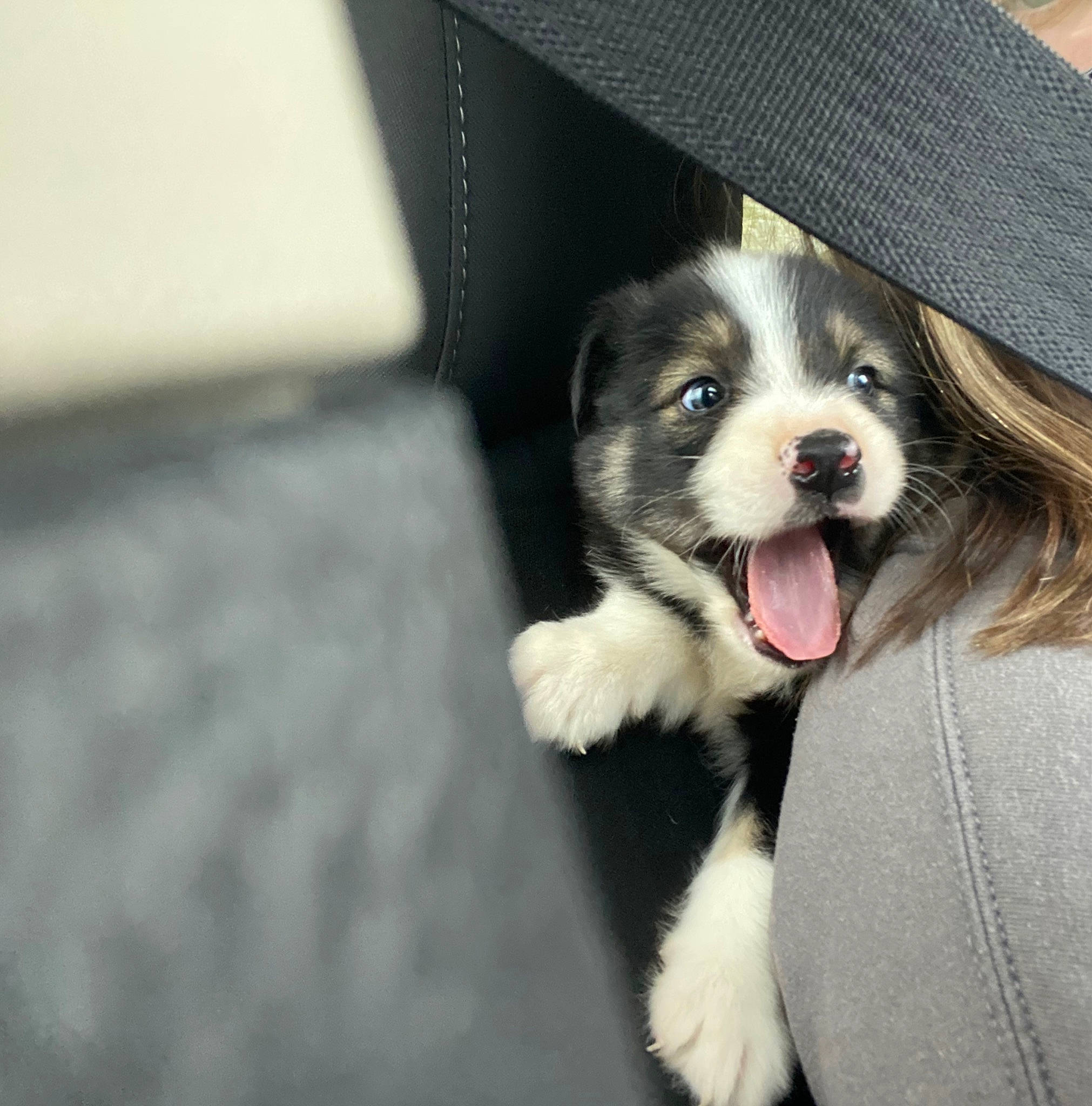 Scout is registered to the contest to win money with this photo: border_collie, canidae, carnivore, collar, companion_dog, dog, dog_breed, dog_supply, fashion_accessory, formal_wear, fur, herding_dog, non_sporting_group, snout, sporting_group, toy_dog, whiskers, working_animal, working_dog