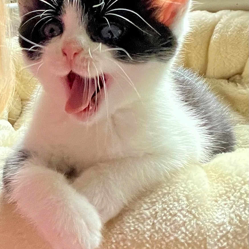 Rocky joined the competition — help win amazing prizes! animal, bodypart, cat, couch, cushion, face, furniture, head, homedecor, indoors, kitten, manx, mouth, person, pet, photography, plant, portrait, pottedplant, sleeping