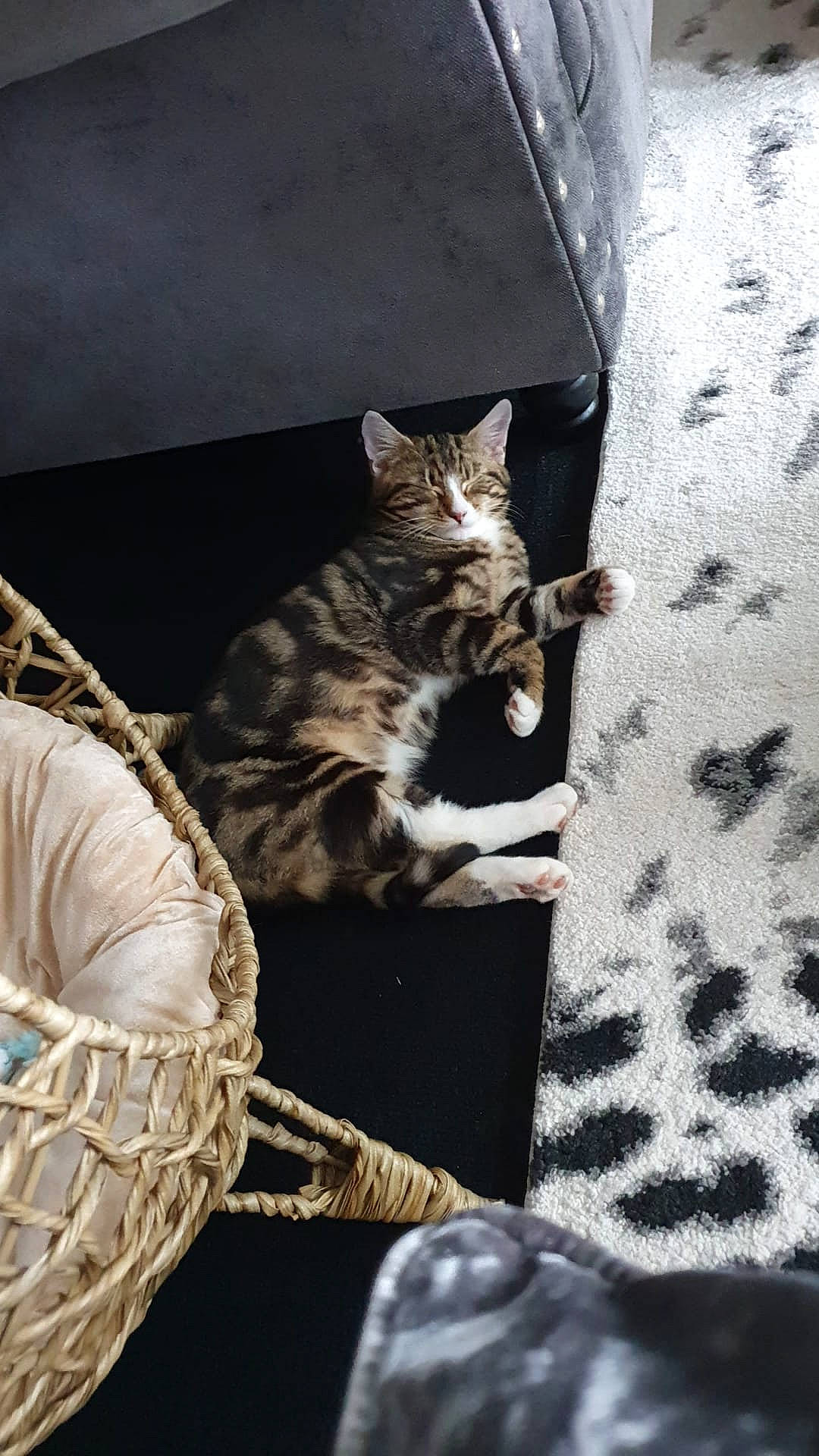 Tibby is registered to the contest to win money with this photo: bag, basket, carnivore, cat, cat_supply, comfort, domestic_short_haired_cat, felidae, fur, grey, linens, monochrome_photography, pattern, paw, small_to_medium_sized_cats, snout, storage_basket, tail, whiskers, wicker