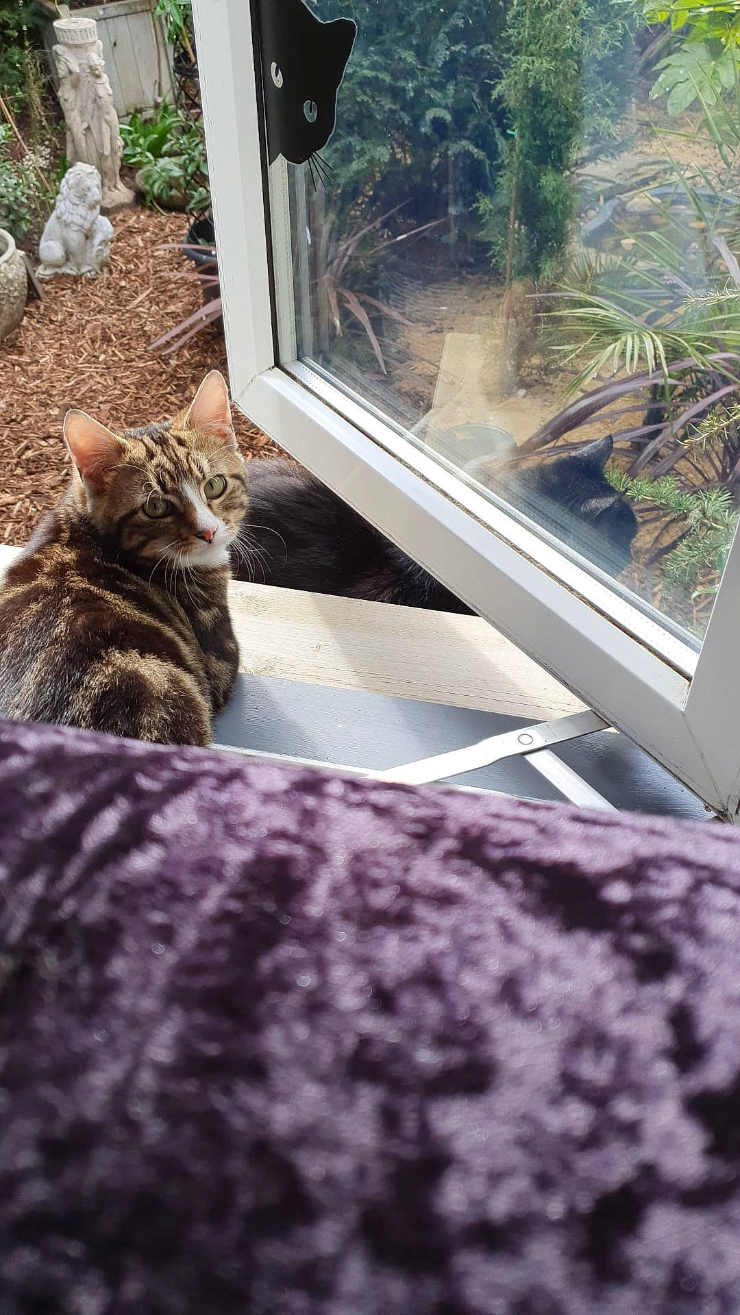 Tibby is registered to the contest to win money with this photo: carnivore, cat, comfort, domestic_short_haired_cat, door, felidae, fur, glass, grass, mammal, plant, sash_window, small_to_medium_sized_cats, tail, textile, tree, vehicle_door, whiskers, window, wood