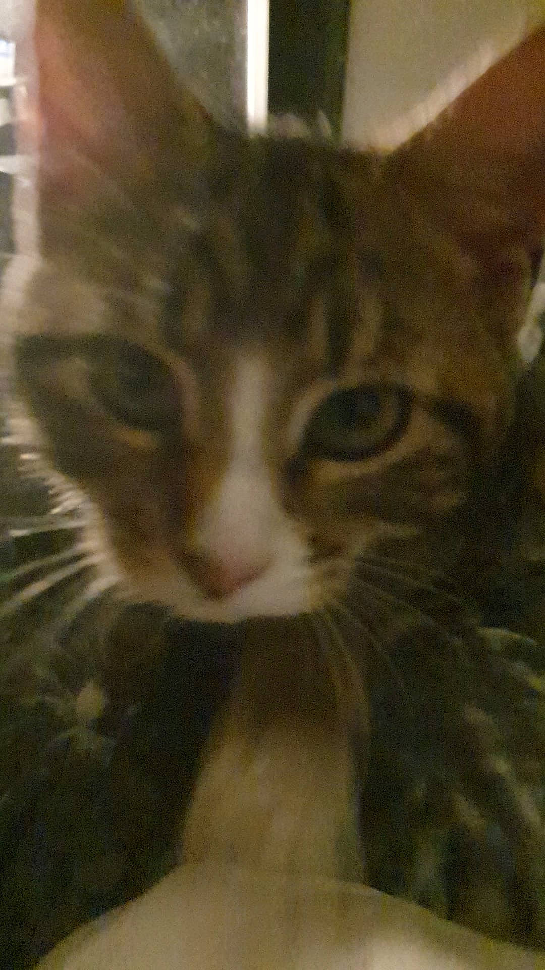 Tibby joined the competition — help win amazing prizes! carnivore, cat, comfort, domestic_short_haired_cat, fawn, felidae, fur, head, nose, paw, small_to_medium_sized_cats, snout, tail, whiskers, wildlife, window