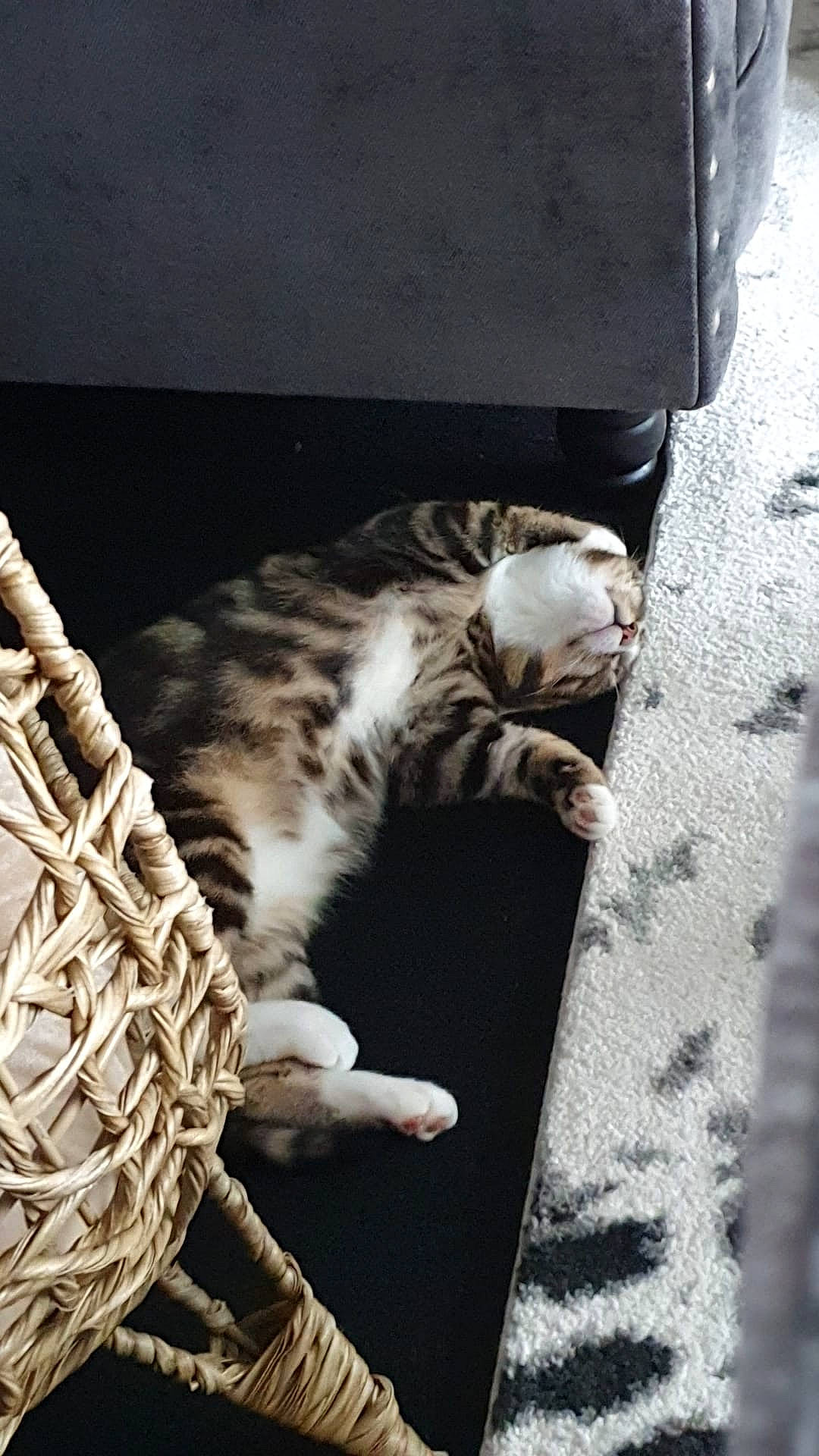 Tibby joined the competition — help win amazing prizes! basket, carnivore, cat, comfort, domestic_short_haired_cat, felidae, flooring, foot, fur, grey, paw, road_surface, small_to_medium_sized_cats, tail, terrestrial_animal, whiskers, wood