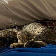 Aki a rejoint le concours — aidez-le/la à gagner de superbes lots ! kitten, cat, sleeping, pajamas, plaid, blue_shirt, whiskers, fur, cozy, nap, indoor, pet, soft, resting, animal, cute, closeup, relaxation, comfort, home