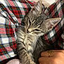Aki a rejoint le concours — aidez-le/la à gagner de superbes lots ! kitten, cat, plaid, blanket, hand, ring, sleepy, cozy, fur, pet, comfort, resting, domestic_cat, closeup, cute, young_cat, feline, indoor, warm, soft