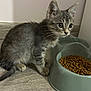 Aki participe au concours pour gagner de l'argent avec cette photo : kitten, cat, pet, gray_tabby, food_bowl, kibble, floor, wooden_floor, indoor, curious, animal, feline, young, whiskers, ears, tail, domestic, cute, small, side_view