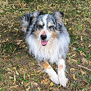 Iwish a rejoint le concours — aidez-le/la à gagner de superbes lots ! animal, australian_shepherd, canine, dog, ears, eyes, friendly, fur, grass, happy, laying_down, leaves, muzzle, nature, nose, outdoor, paws, pet, summer, tongue_out