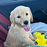 puppy, golden_retriever, dog, pet, car_interior, seatbelt, blanket, plush_toy, yellow_toy, tongue_out, happy, cute, fur, animal, domestic_animal, sitting, indoors, car_seat, young_dog, smiling