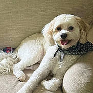Sir Carter joined the competition — help win amazing prizes! dog, white_dog, fluffy, smiling, bandana, pet, canine, indoor, couch, furniture, relaxed, portrait, cute, companion, friendly, animal, domestic, happy, laying, home