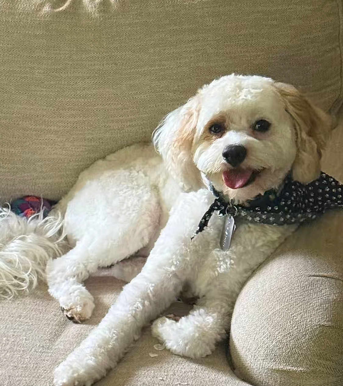 Sir Carter joined the competition — help win amazing prizes! dog, white_dog, fluffy, smiling, bandana, pet, canine, indoor, couch, furniture, relaxed, portrait, cute, companion, friendly, animal, domestic, happy, laying, home