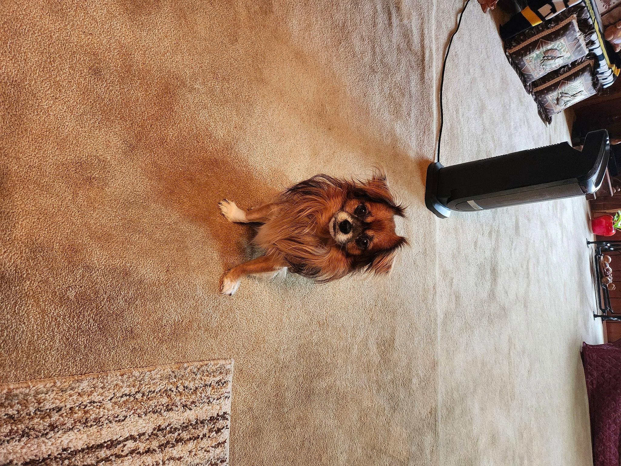 Lucky joined the competition — help win amazing prizes! art, brown, carnivore, companion_dog, dog, dog_breed, fawn, felidae, flooring, fur, hardwood, landscape, liver, shadow, tail, terrestrial_animal, tire, wall, whiskers, wood