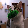 cat, pet, animal, feline, toy, green, indoor, closeup, whiskers, ears, eyes, curious, playful, domestic, fur, face, mouth, focus, blurred_background, household
