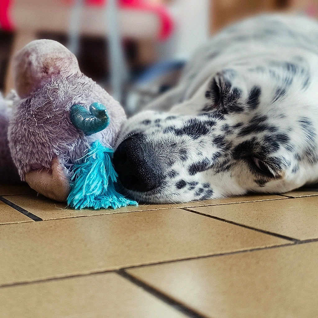 Rober a rejoint le concours — aidez-le/la à gagner de superbes lots ! dog, sleeping, stuffed_toy, toy, floor, tile_floor, indoor, resting, pet, cute, cozy, relaxed, animal, companion, home, black_and_white, spotted, snuggle, soft_toy, peaceful