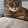 animal, blanket, cat, closeup, comfortable, couch, cozy, ears, eyes, face, feline, fur, home, indoor, pet, portrait, relaxed, resting, tabby_cat, whiskers