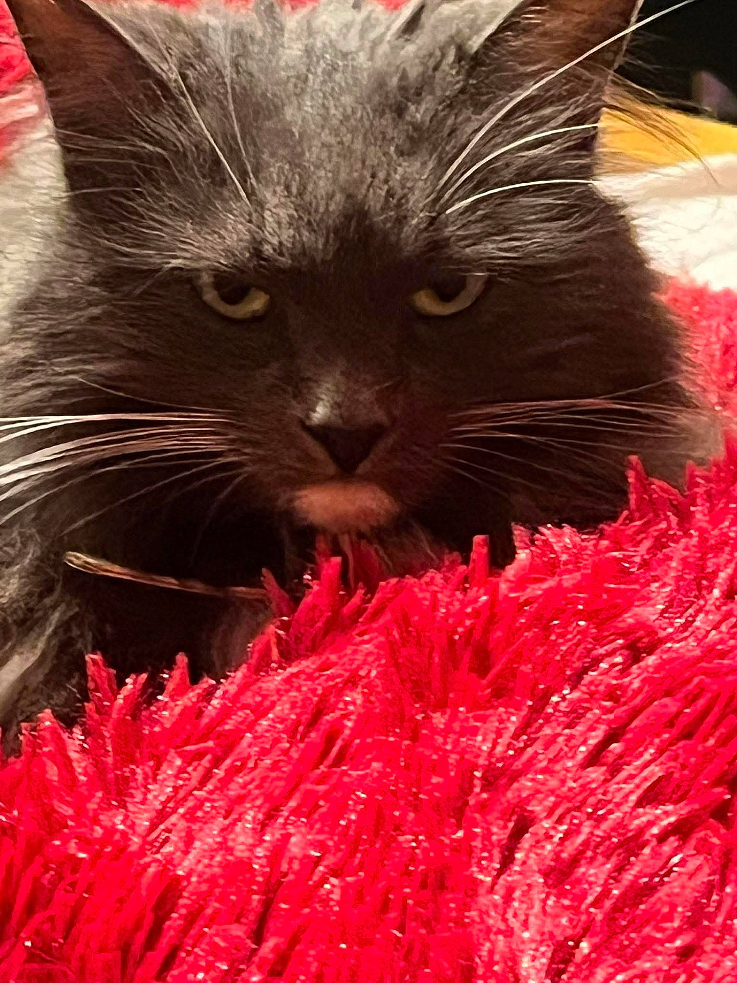 Noodles is registered to the contest to win money with this photo: animal, cat, close_up, closeup, domestic_animal, eyes, face, feline, fluffy, focused, fur, gray_cat, indoor, mammal, pet, portrait, red_rug, resting, texture, whiskers